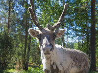 Región Savonia, Fínsko