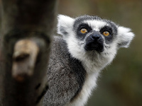 Lemur Lemur