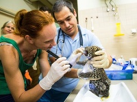 Na snímke novonarodený leopard cejlónsky počas prvej veterinárnej prehliadky v bratislavskej zoologickej záhrade