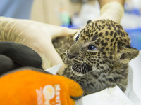 Na snímke novonarodený leopard cejlónsky počas prvej veterinárnej prehliadky v bratislavskej zoologickej záhrade