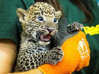 Na snímke novonarodený leopard cejlónsky počas prvej veterinárnej prehliadky v bratislavskej zoologickej záhrade