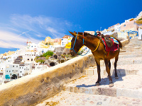 Osol na Santorini Osol na Santorini