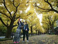 Ženy sa fotografujú v aleji stromov ginko v tokijskom parku Jingu Gaien. Alej vyše sto stromov ginko je tokijskou atrakciou.