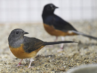 Šáma trojfarebná (Copsychus malabaricus)