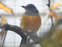 Šáma trojfarebná (Copsychus malabaricus)