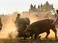 Súťaž Jallikattu (krotenie býkov) v rámci sviatku Pongal
