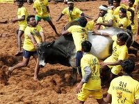 Súťaž Jallikattu (krotenie býkov) v rámci sviatku Pongal
