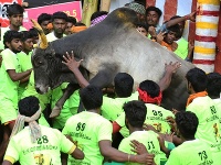 Súťaž Jallikattu (krotenie býkov) v rámci sviatku Pongal