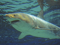 Žralok modrý (Carcharodon carcharias) Žralok modrý (Carcharodon carcharias)