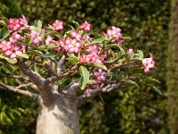 Vidieť rozkvitnutý baobab teda nie je vôbec jednoduché. © Bigstockphoto.com