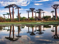 Baobab Baobab