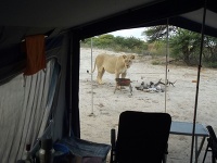 Lelvica v parku Kgalagadi  v Botswane