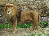 Lev berberský (Panthera leo leo) je vo voľnej prírode vyhynutý, vidieť ho môžete v Národnej zoo Bojnice. Foto Michal Sloviak 