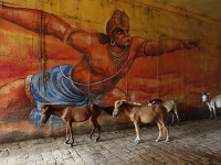Na snímke mulice a somáre stoja v podchode pred obrazom opičieho hinduistického boha Hanumana v indickom Allahabáde.