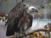 Do košickej ZOO sa vrátili supy, plnia funkciu zdravotnej polície