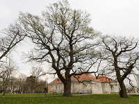 Pod vzácnym dubom letným v parku sedával hudobný skladateľ Franz Schubert i Franz Sacher. Dvadsať metrov vysoký strom má obvod kmeňa 570 centimetrov a je starý 350 rokov.