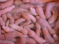 Urechis unicinctus Urechis unicinctus