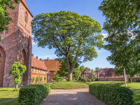 Ribe