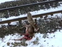 Vlk zaútočil na jelenča Vlk zaútočil na jelenča