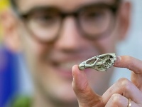 Revolučný objav: Vedci našli zázračnú sliepku z éry dinosaurov (FOTO)
