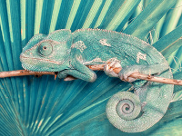 Chameleón