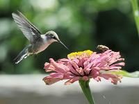 Kolibrík Kolibrík