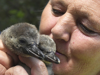 V košickej zoo sa narodili štyri mláďatá tučniakov jednopásych (Spheniscus humboldti). Mláďatá sa rodia v páperí a rodičia ich kŕmia natrávenými rybami, ktoré im vyvrhujú do zobáka. V súčasnosti je v zoo 18 tučniakov jednopásych a štyri mláďatá z tohto roka. Na snímke ošetrovateľka zvierat Erika Karafová s mláďatami tučniaka jednopáseho.