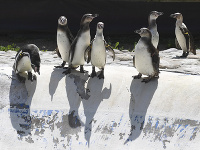 V košickej zoo sa narodili štyri mláďatá tučniakov jednopásych (Spheniscus humboldti). Mláďatá sa rodia v páperí a rodičia ich kŕmia natrávenými rybami, ktoré im vyvrhujú do zobáka. V súčasnosti je v zoo 18 tučniakov jednopásych a štyri mláďatá z tohto roka. Na snímke ošetrovateľka zvierat Erika Karafová s mláďatami tučniaka jednopáseho.