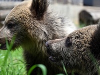 Polročné mláďatá medveďa hnedého Máša a Filip v ZOO Košice
