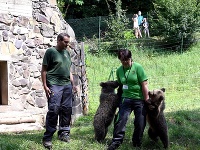 Polročné mláďatá medveďa hnedého Máša a Filip v ZOO Košice