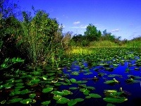 Úchvatná krajina močariska Everglasdes.