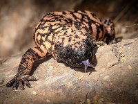 Bojnická zoo získala do chovu pár jedného z dvoch jedovatých jašterov sveta