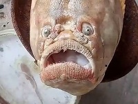 Rybár takmer zahodil sieť Rybár takmer zahodil sieť