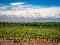 Vinice pri Mendoze