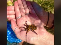 Žena si na dovolenke Žena si na dovolenke