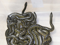 V košickej zoo sa V košickej zoo sa