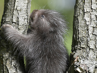 Na snímke mláďa urzona, ktoré sa narodilo v košickej zoo 3. apríla 2021, kde ako prvá slovenská zoo odchovala urzona stromového (Erethizon dorsatum).