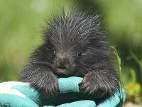 Na snímke mláďa urzona, ktoré sa narodilo v košickej zoo 3. apríla 2021, kde ako prvá slovenská zoo odchovala urzona stromového (Erethizon dorsatum).