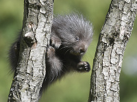 Na snímke mláďa urzona, ktoré sa narodilo v košickej zoo 3. apríla 2021, kde ako prvá slovenská zoo odchovala urzona stromového (Erethizon dorsatum).