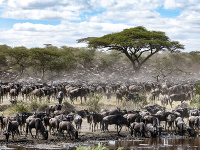 Serengeti