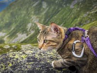 Na snímke Mel Elamová nesie svoju mačku Floki.