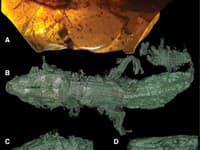 Retinosaurus hkamtiensis z jantáru a jeho úžasné zachovanie vonkajšieho vzhľadu