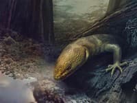 Retinosaurus hkamtiensis predtým, než ho živica uväznila