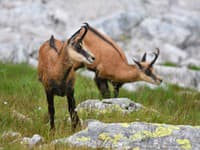 Kamzíky vrchovské tatranské (Rupicapra Kamzíky vrchovské tatranské (Rupicapra