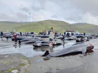 Faerské ostrovy prehodnocujú šialenú