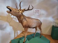 Dolnorakúska krajinská výstava