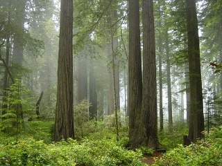 Národný park Redwood, Kalifornia