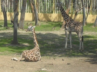 Zoo Sóstó, Maďarsko