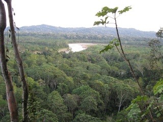 džungľa, Bolívia