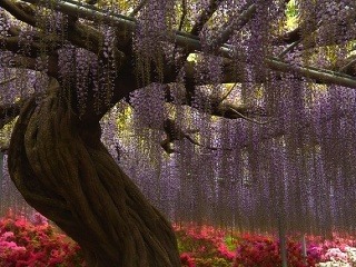 Ashikaga Flower Park, Japonsko